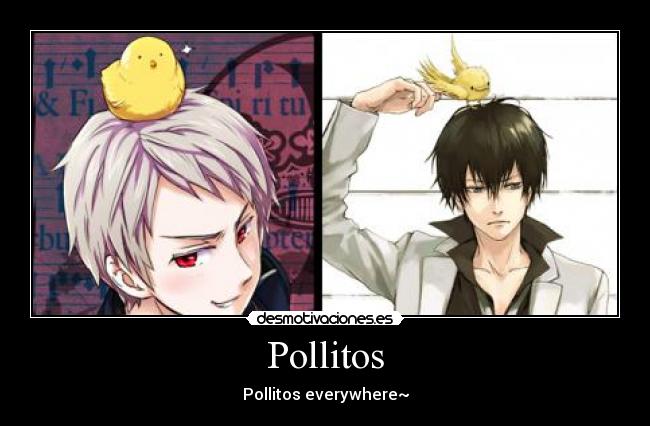 Pollitos -