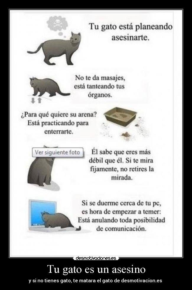 Tu gato es un asesino - 