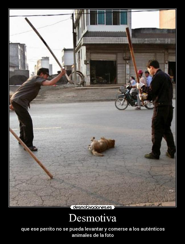Desmotiva - que ese perrito no se pueda levantar y comerse a los auténticos animales de la foto