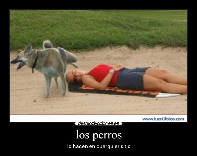 los perros -