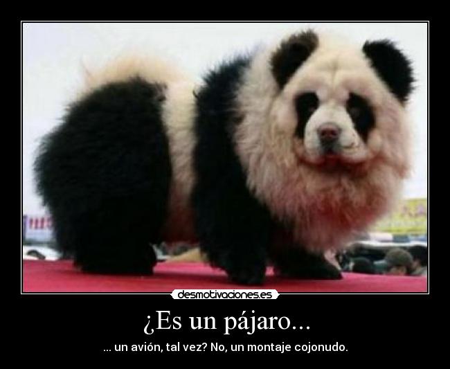 ¿Es un pájaro... - 