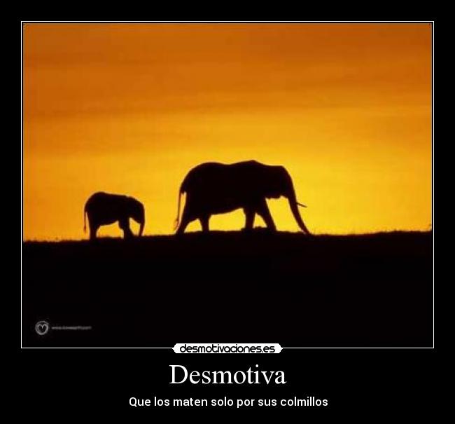Desmotiva - Que los maten solo por sus colmillos