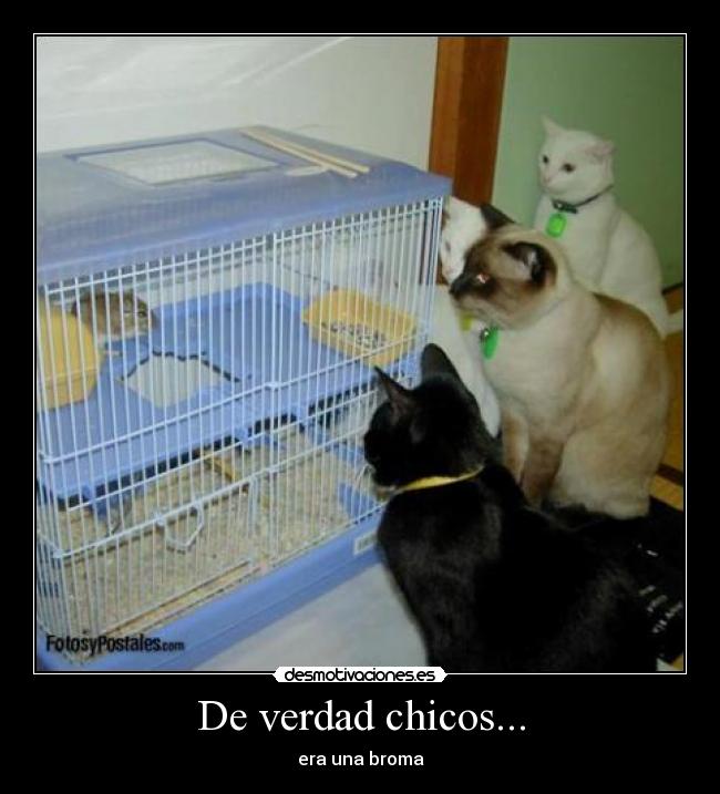 De verdad chicos... - 