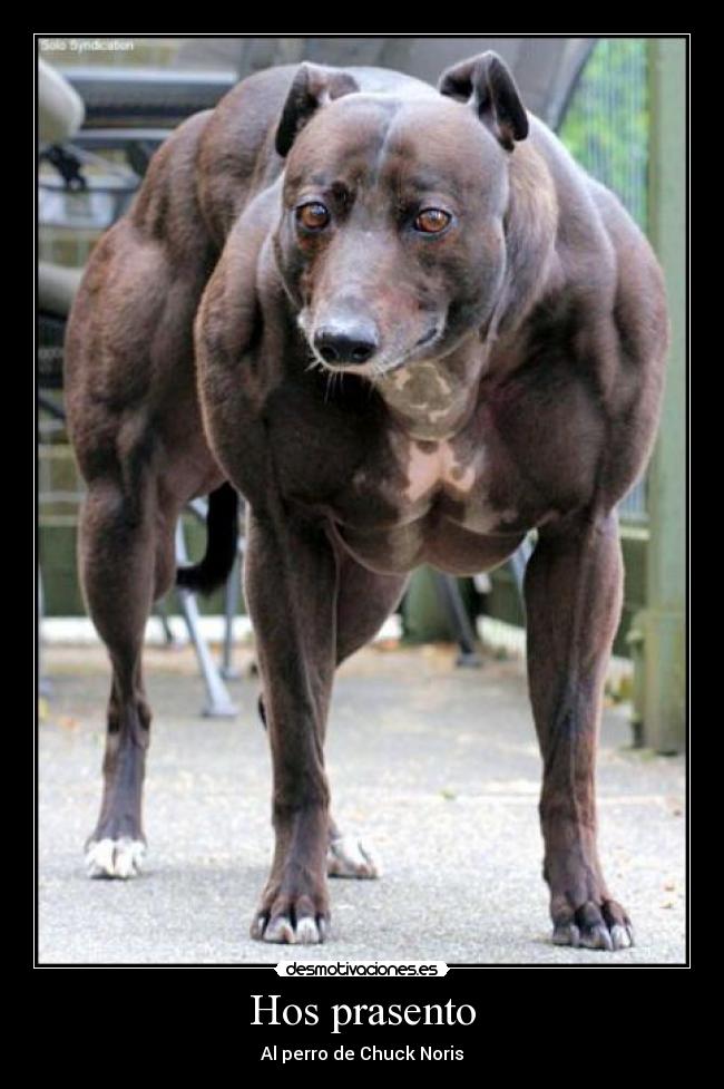Hos prasento - Al perro de Chuck Noris