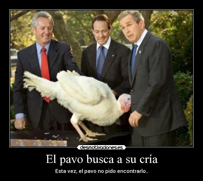 El pavo busca a su cría -