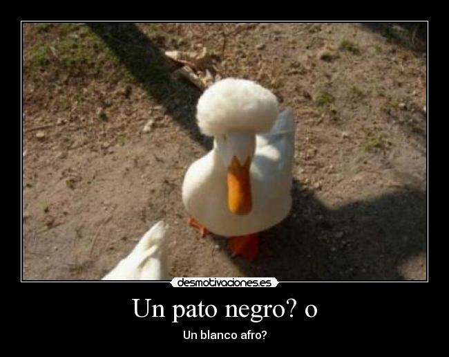 Un pato negro? o - 