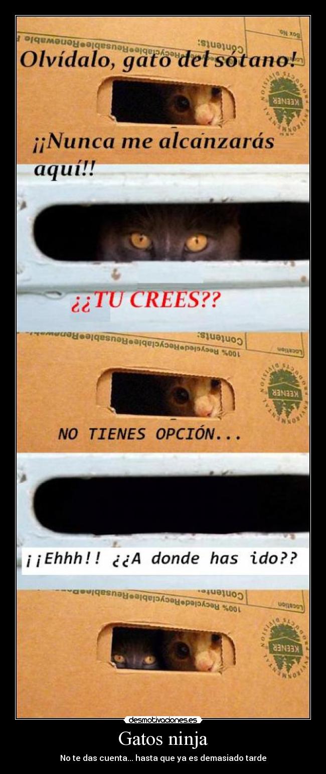 Gatos ninja - No te das cuenta... hasta que ya es demasiado tarde