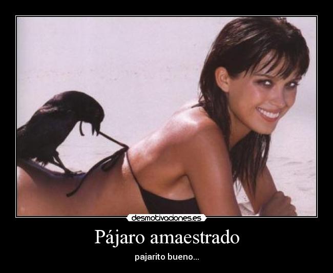 Pájaro amaestrado - 