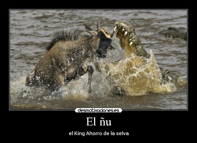 carteles nu animales cocodrilos burguer king desmotivaciones