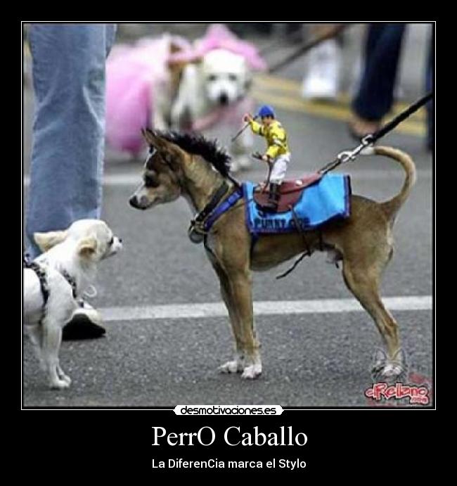PerrO Caballo - 