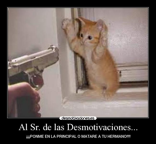 carteles desmotivaciones gatos desmotivaciones