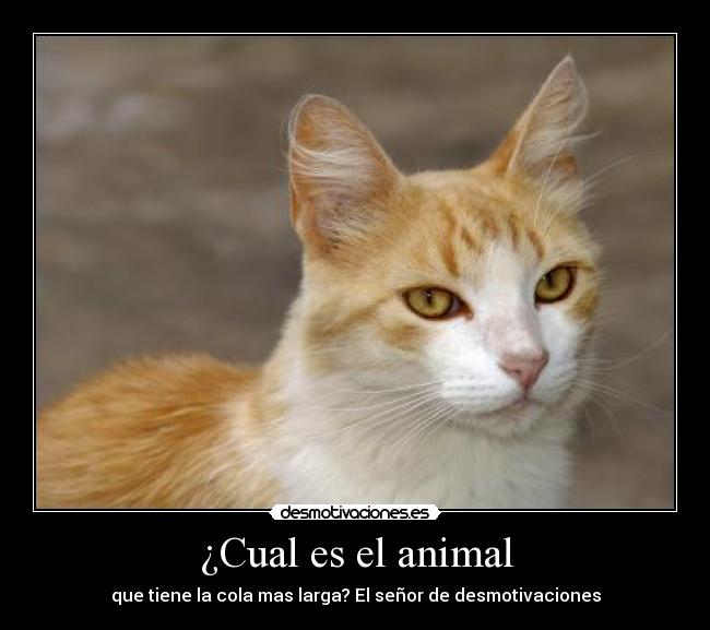 ¿Cual es el animal - que tiene la cola mas larga? El señor de desmotivaciones