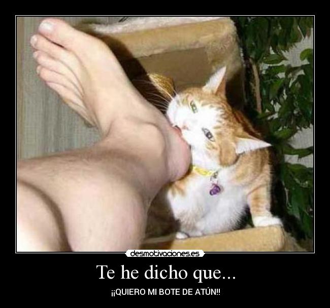 Te he dicho que... - ¡¡QUIERO MI BOTE DE ATÚN!!