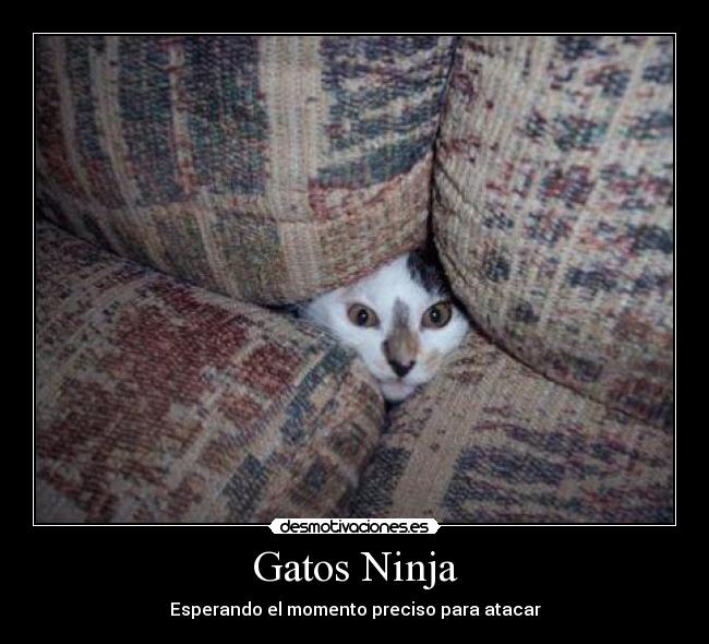 Gatos Ninja -