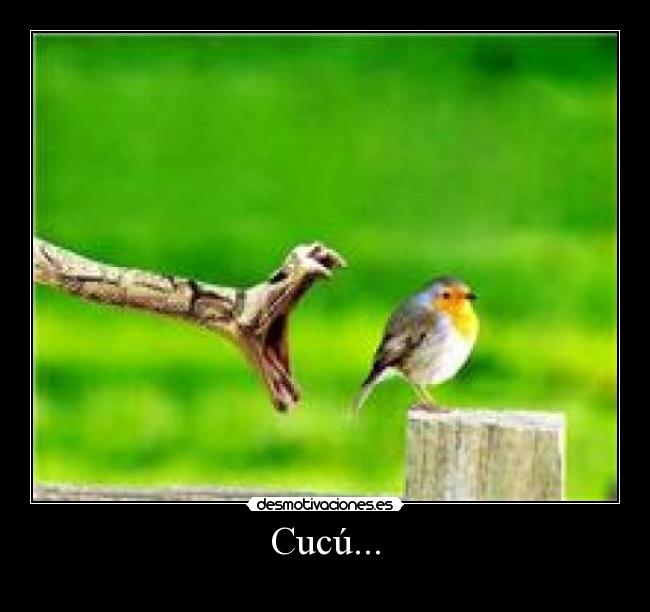 Cucú... - 