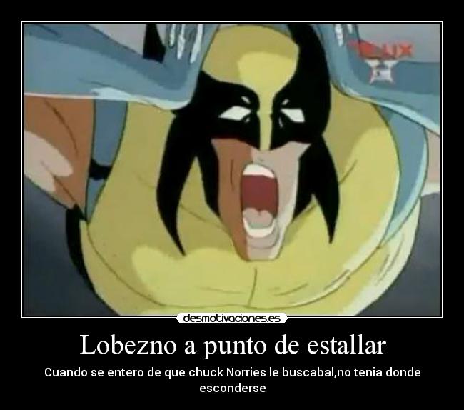 Lobezno a punto de estallar - Cuando se entero de que chuck Norries le buscabal,no tenia donde esconderse