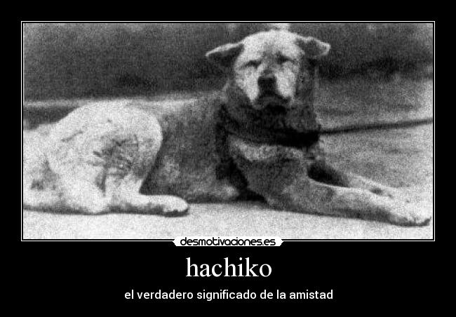 hachiko - 
