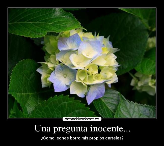 Una pregunta inocente... - ¿Como leches borro mis propios carteles?