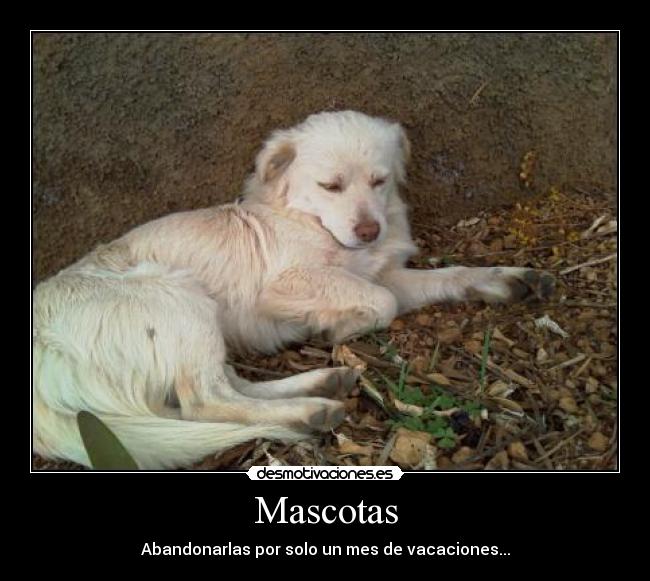 Mascotas -