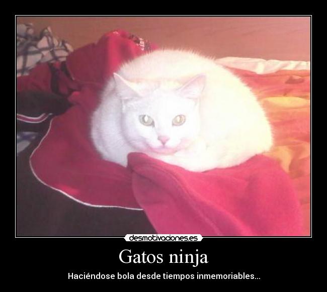Gatos ninja - 