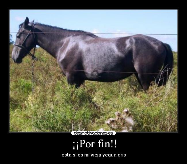 ¡¡Por fin!! - esta si es mi vieja yegua gris