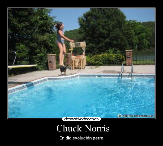  Chuck Norris - En digievolución perro.