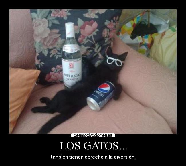 LOS GATOS... - tanbien tienen derecho a la diversión.