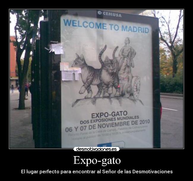 Expo-gato - El lugar perfecto para encontrar al Señor de las Desmotivaciones