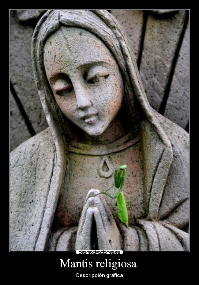 Mantis religiosa  - 