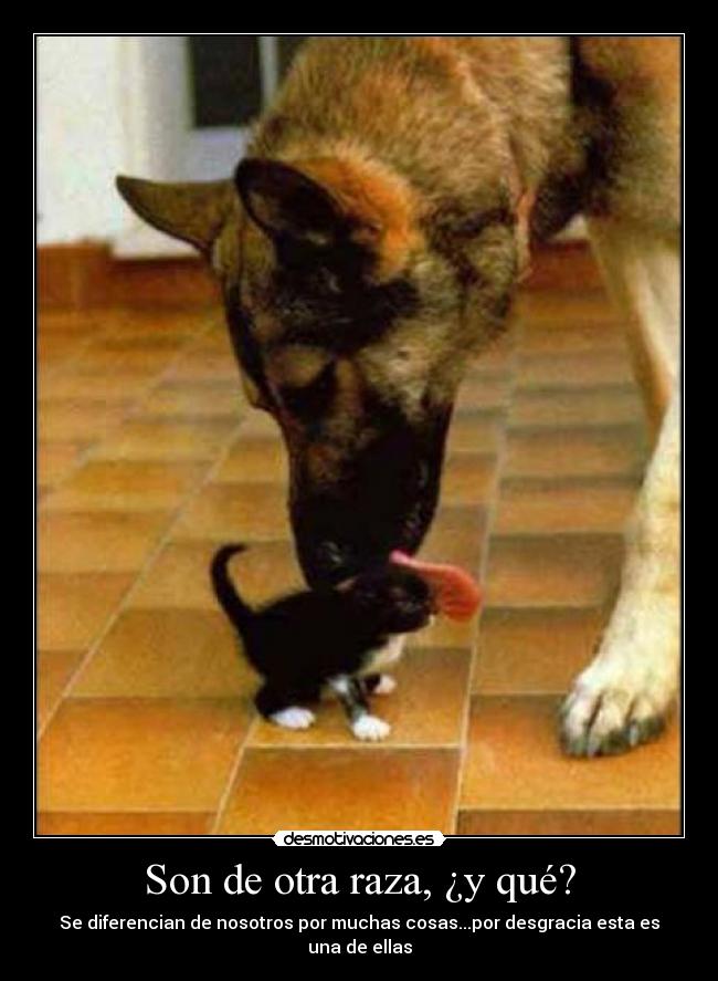 Son de otra raza, ¿y qué? -
