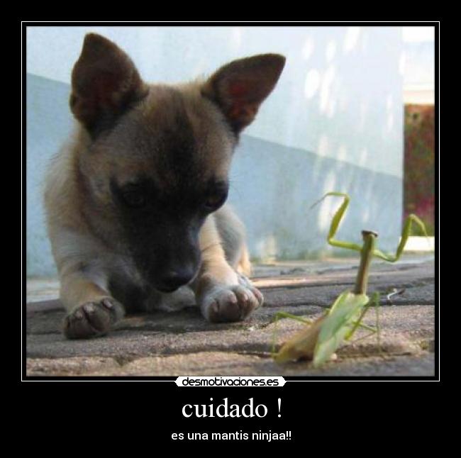 cuidado ! - es una mantis ninjaa!!