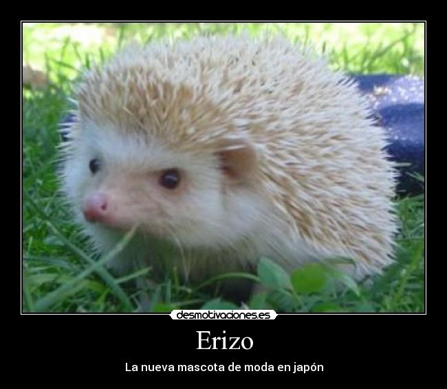 Erizo -