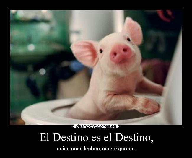 El Destino es el Destino, - quien nace lechón, muere gorrino.