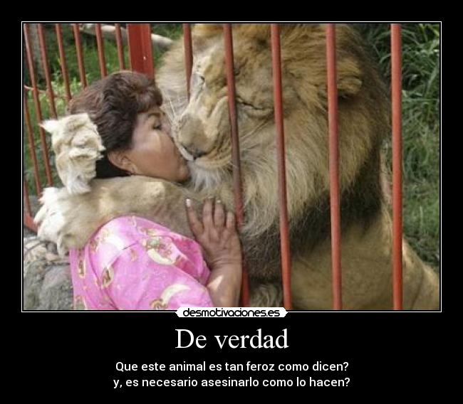 De verdad - Que este animal es tan feroz como dicen?
y, es necesario asesinarlo como lo hacen?