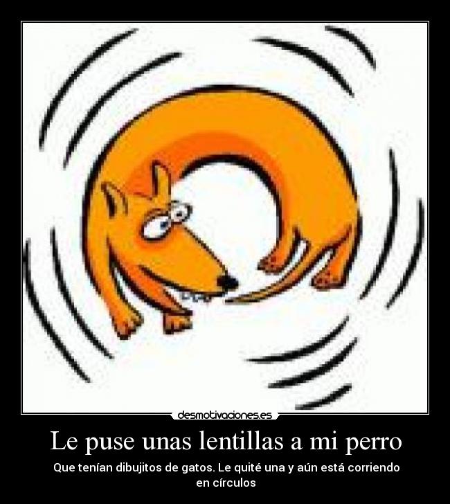 Le puse unas lentillas a mi perro - Que tenían dibujitos de gatos. Le quité una y aún está corriendo en círculos