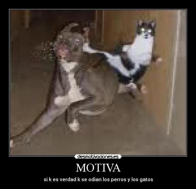 MOTIVA - si k es verdad k se odian los perros y los gatos