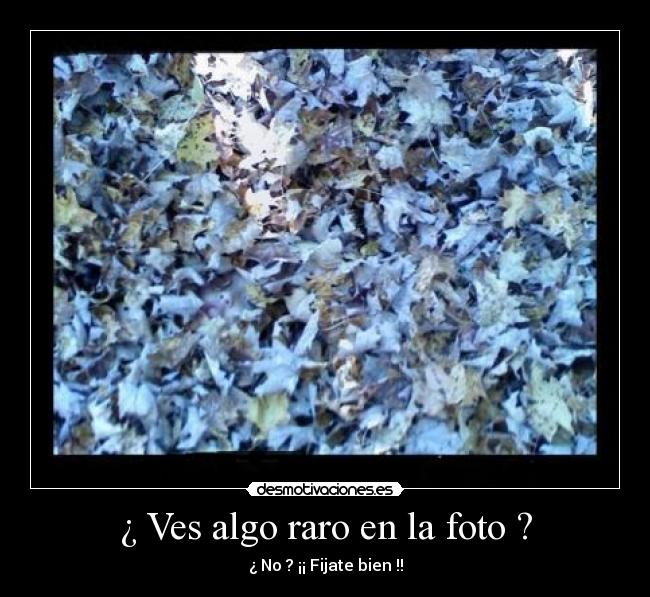 ¿ Ves algo raro en la foto ? -