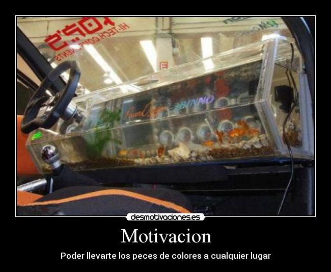 Motivacion - Poder llevarte los peces de colores a cualquier lugar