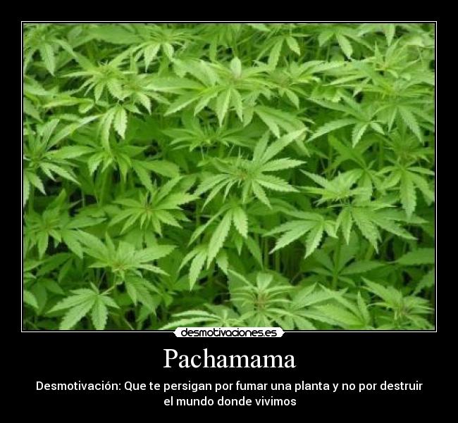 carteles pachamama legalizacion marihuana desmotivaciones carteles pachamama legalizacion marihuana desmotivaciones