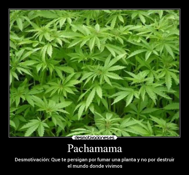 Pachamama - Desmotivación: Que te persigan por fumar una planta y no por destruir
el mundo donde vivimos