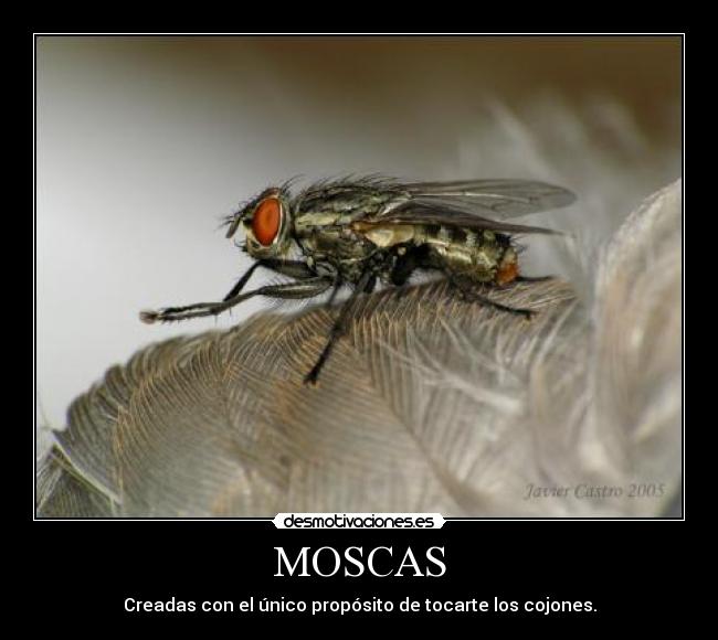 MOSCAS - Creadas con el único propósito de tocarte los cojones.