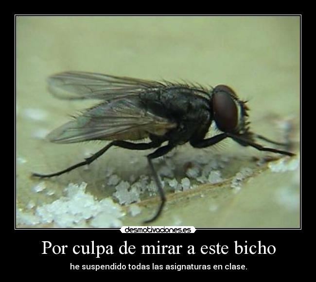 Por culpa de mirar a este bicho -