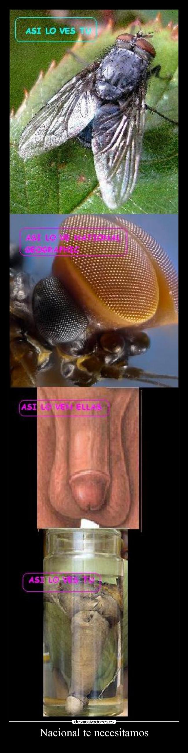 Nacional te necesitamos -