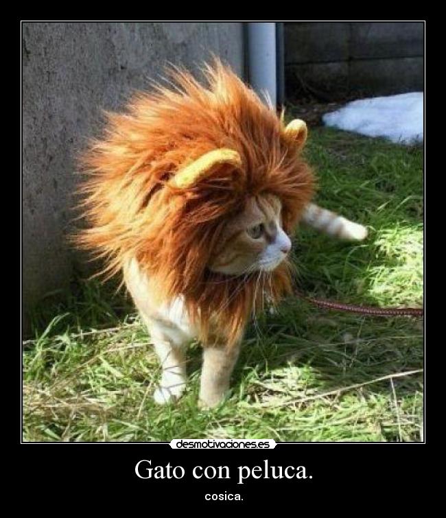 Gato con peluca. - cosica.