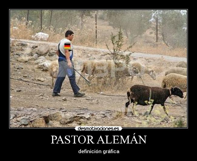 PASTOR ALEMÁN - 