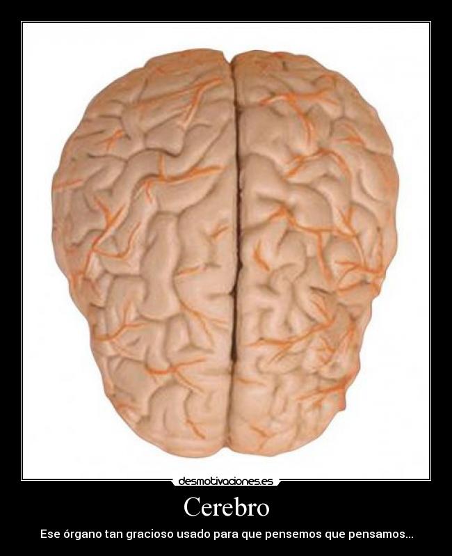 Cerebro - Ese órgano tan gracioso usado para que pensemos que pensamos...