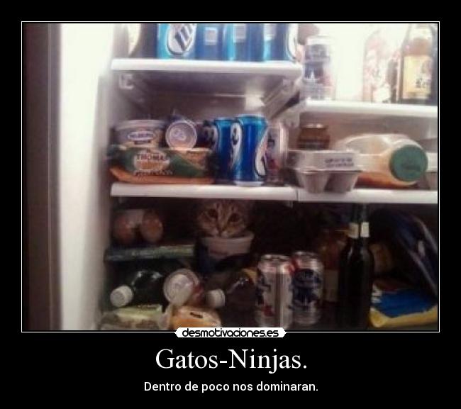 carteles gatos ninjas nos dominaran lisardoim desmotivaciones