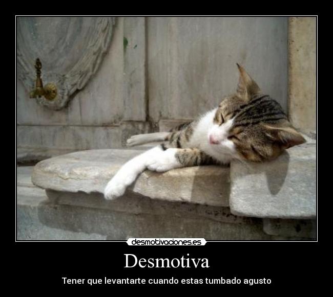 carteles animales humor desmotivaciones