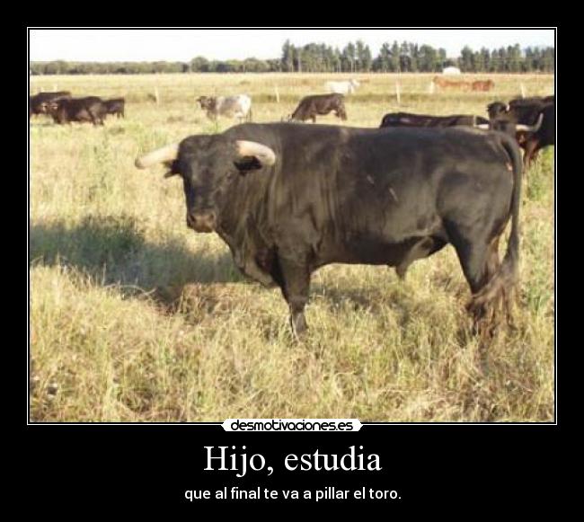Hijo, estudia - que al final te va a pillar el toro.