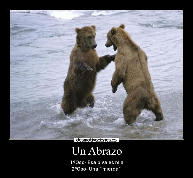 carteles osos peleandose por una piva-osa desmotivaciones